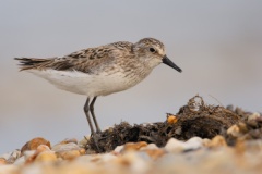 Semipalmated Sandpiper