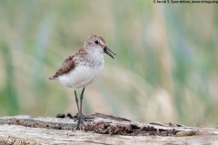 Semipalmated Sandpiper