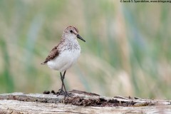 Semipalmated Sandpiper