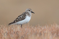 Semipalmated Sandpiper