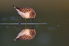 Semipalmated Sandpiper