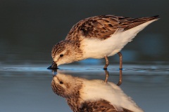 Semipalmated Sandpiper