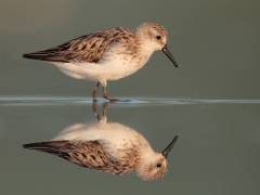 Semipalmated Sandpiper