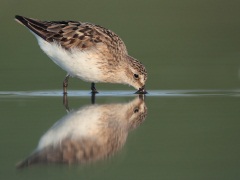 Semipalmated Sandpiper