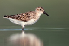 Semipalmated Sandpiper