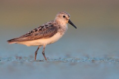 Semipalmated Sandpiper