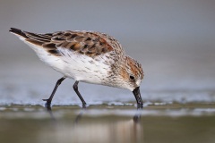 Western Sandpiper