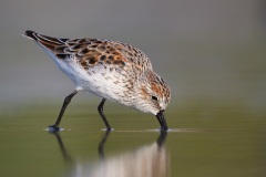 Western Sandpiper