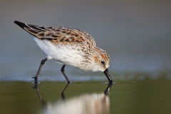 Western Sandpiper