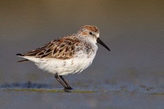 Western Sandpiper