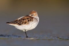 Western Sandpiper