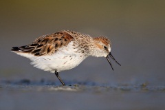 Western Sandpiper