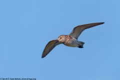 Western Sandpiper