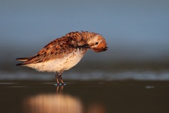 Western Sandpiper