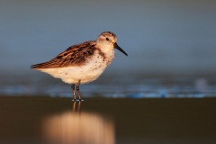 Western Sandpiper