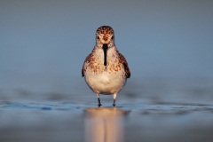 Western Sandpiper