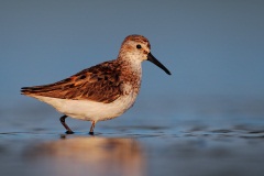 Western Sandpiper