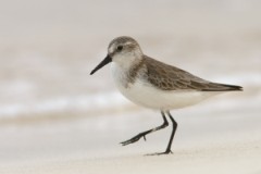 Western Sandpiper