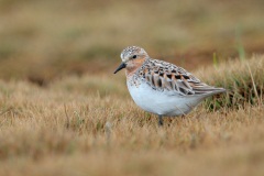 Red-necked Stint