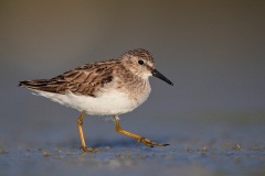 Least Sandpiper