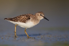 Least Sandpiper