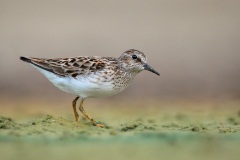 Least Sandpiper