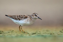 Least Sandpiper