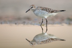 White-rumped Sandpiper