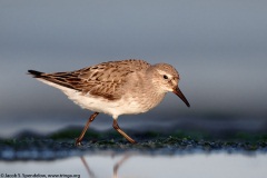 White-rumped Sandpiper