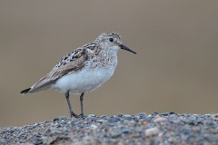 Baird's Sandpiper