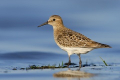 Baird's Sandpiper