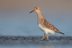 Pectoral Sandpiper