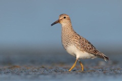 Pectoral Sandpiper