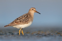 Pectoral Sandpiper