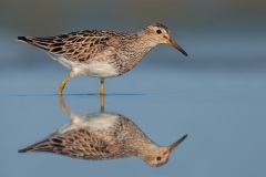 Pectoral Sandpiper