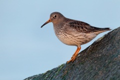 Purple Sandpiper