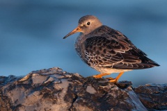 Purple Sandpiper