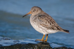 Purple Sandpiper