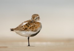 Dunlin