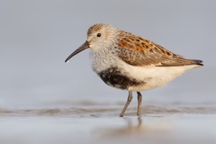 Dunlin