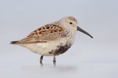 Dunlin