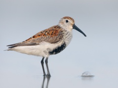 Dunlin