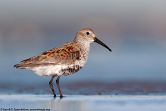 Dunlin