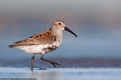 Dunlin