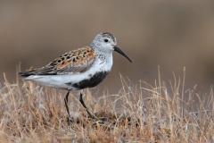 Dunlin