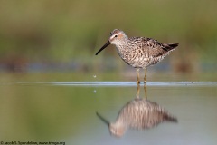 Stilt Sandpiper