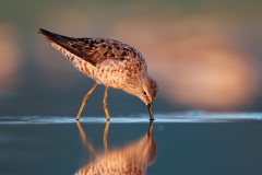 Stilt Sandpiper