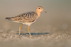 Buff-breasted Sandpiper