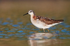 Wilson's Phalarope