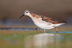 Wilson's Phalarope